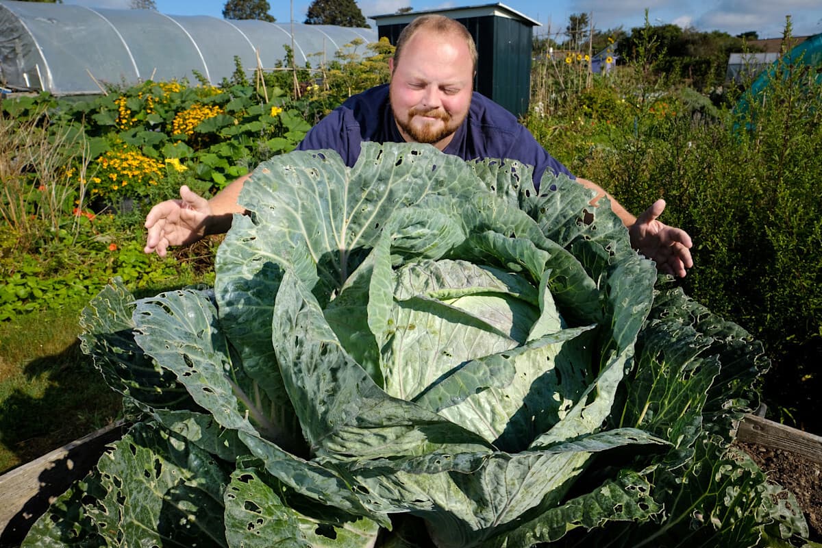 Nathan Michell with a giant cabbage at his Carharrack allotment